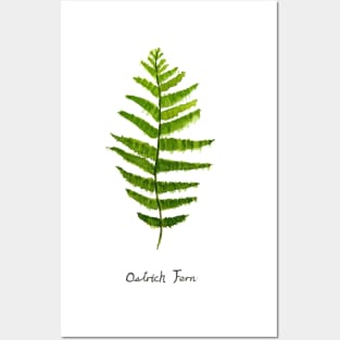 Ostrich fern watercolor Posters and Art
